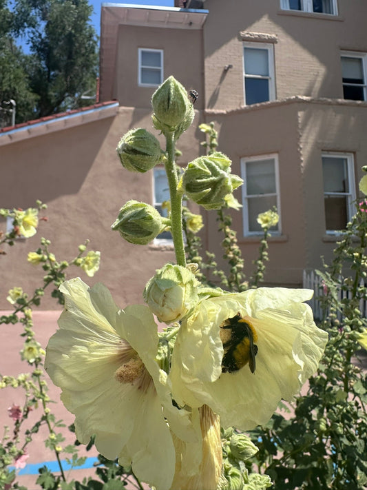 Adobe and Hollyhocks- Santa Fe