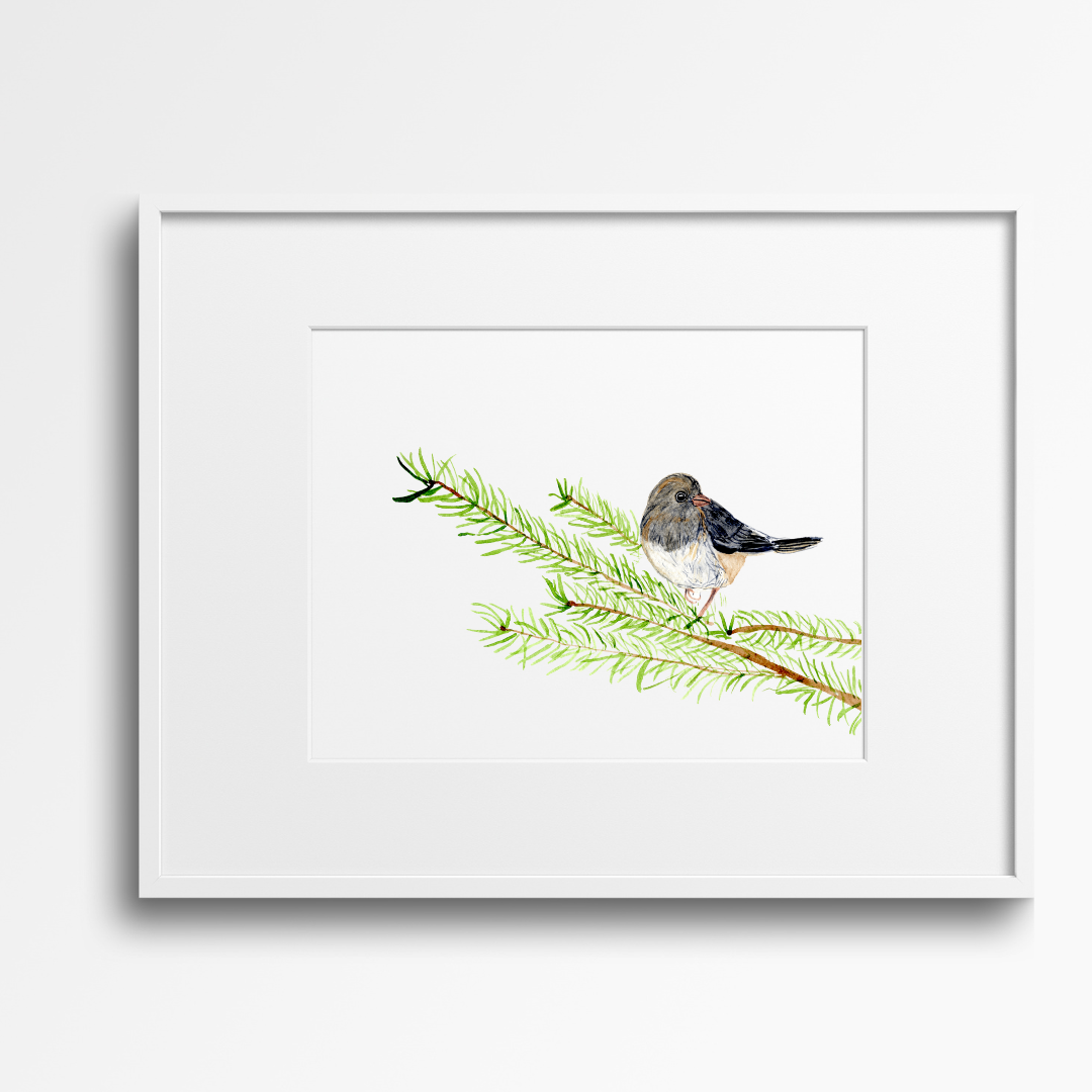 Dark Eyed Junco- 9" x 12" Original Watercolor