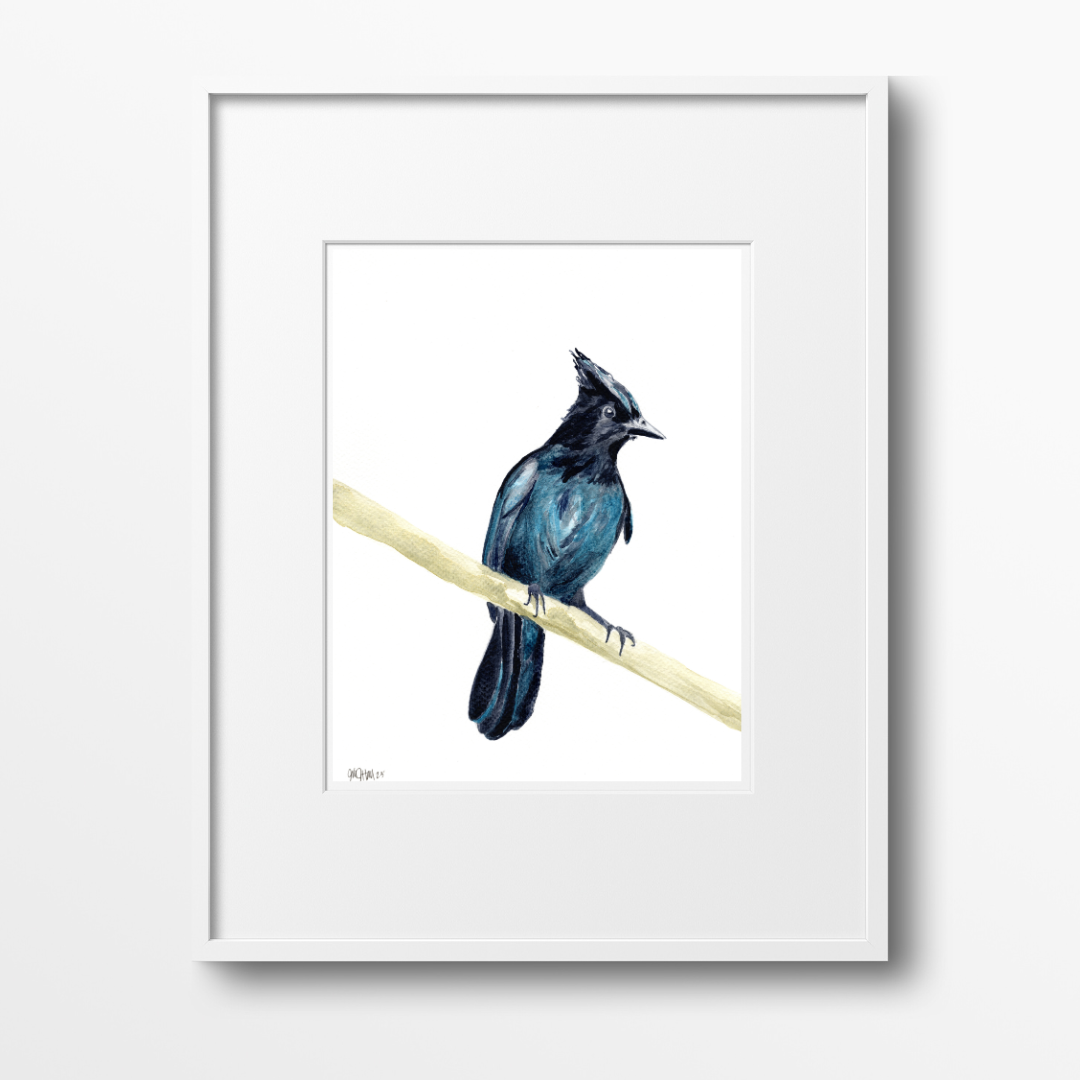 Steller's Jay
