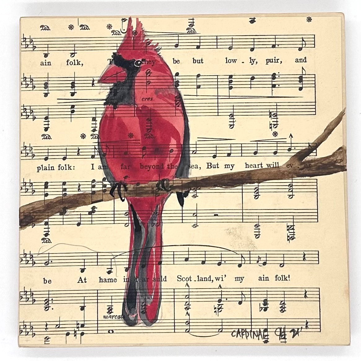 Song Bird Collection