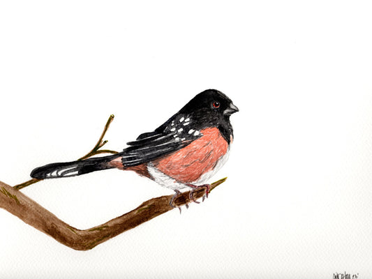Spotted Towhee- Original Watercolor