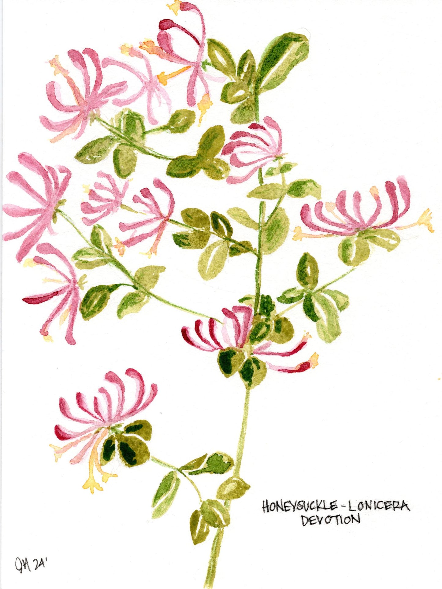 Honeysuckle Vine- Devotion Watercolor on paper