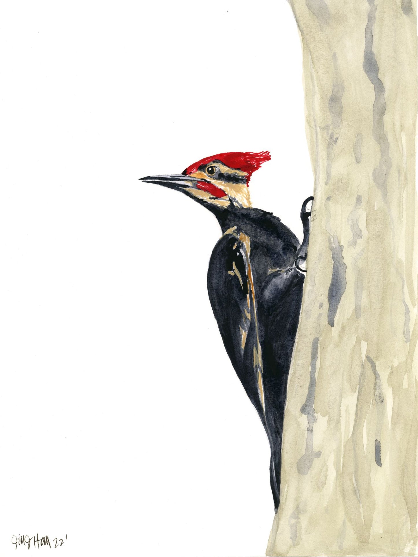 Pileated Woodpecker - Original Watercolor