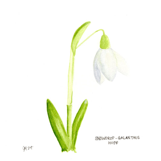 Snowdrop for Hope- Watercolor on Paper