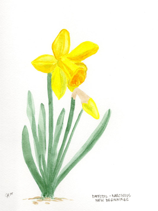 Daffodil- Narcissus Watercolor on Paper