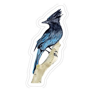 Sticker - Steller Jay